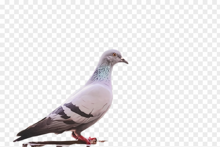 Adaptation Rock Dove Bird PNG