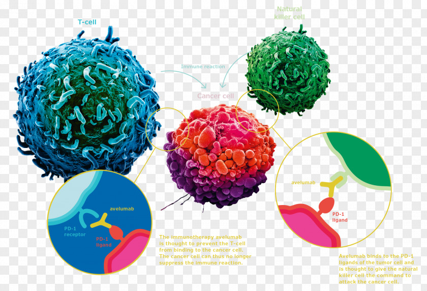 Avelumab PD-L1 Ovarian Cancer Chemotherapy PNG