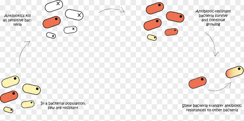 Bacteria Reproduction Antimicrobial Resistance Infection Antibiotics Pneumonia PNG