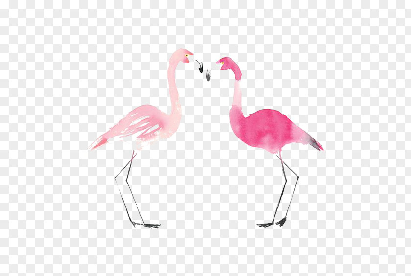 Flamingos Flamingo Bird Drawing Painting PNG