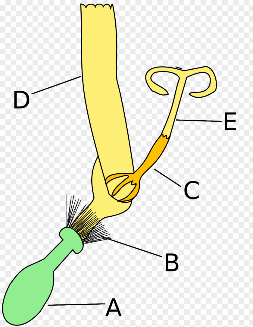 Flower Common Sunflower Asteroideae Inflorescence Ligule PNG