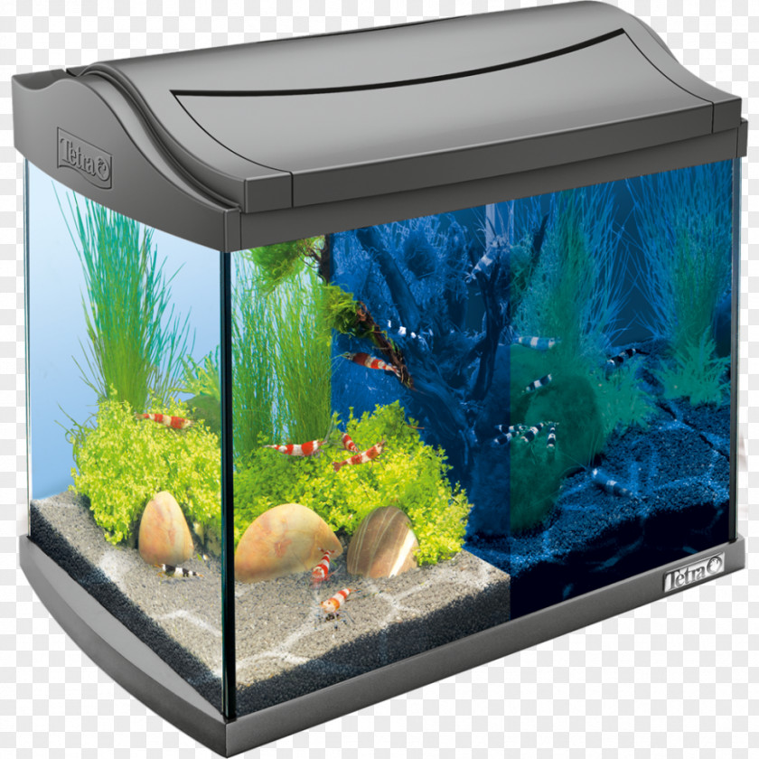 Aquarium Siamese Fighting Fish Tetra Nano Innenfilter PNG
