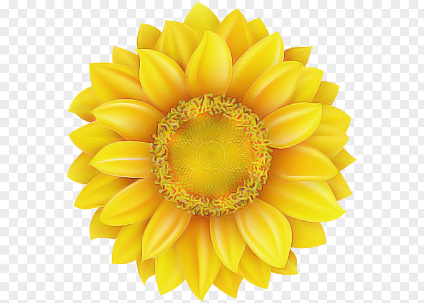 Barberton Daisy Flowering Plant Sunflower PNG
