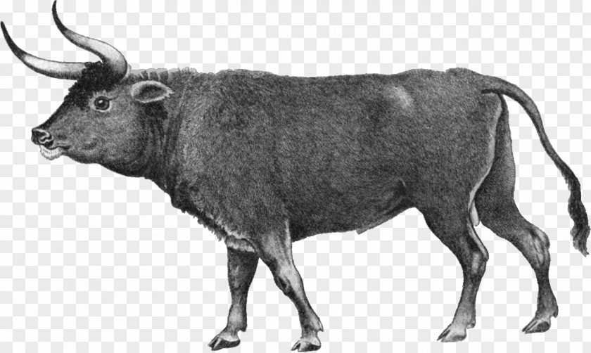 Blank Beef Cow Outline Heck Cattle Normande Jersey Aurochs Breed PNG