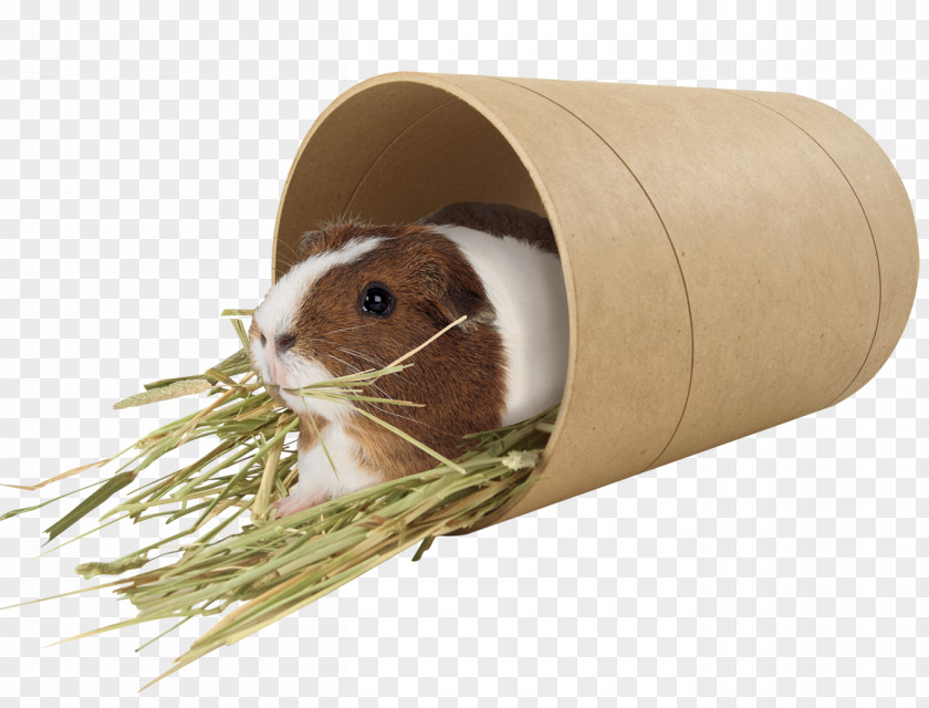 Guinea Pig Rodent Mouse Pet Muroidea PNG