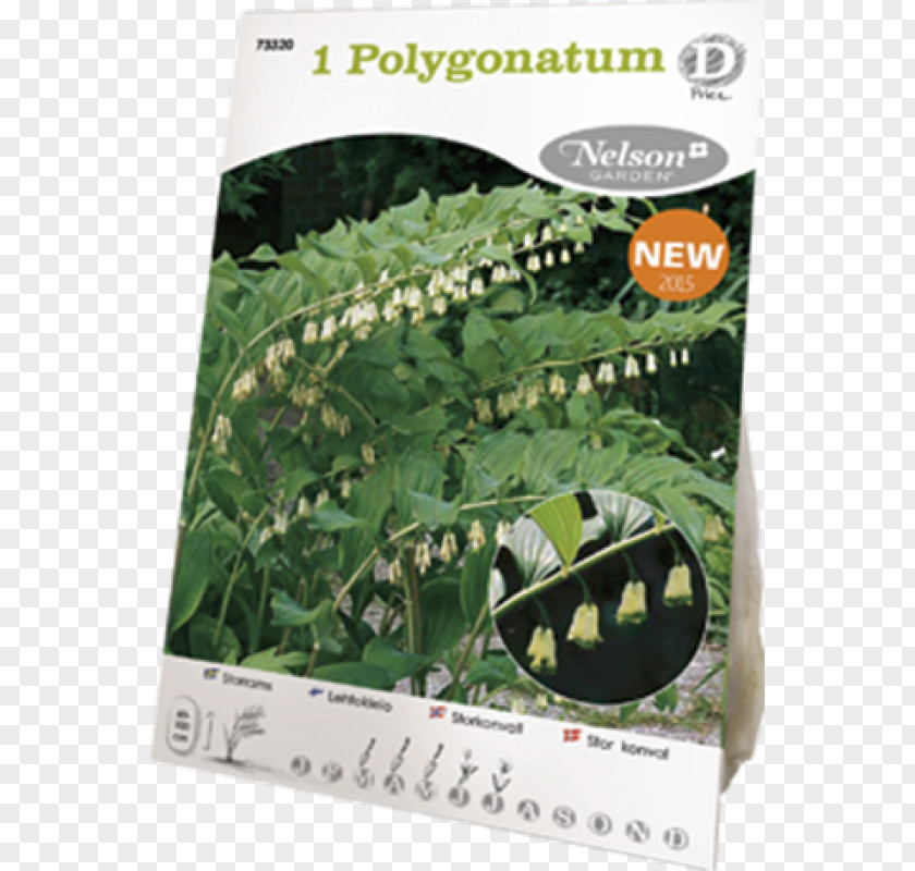 Polygonatum Multiflorum Shrub Perennial Plant Blossom White PNG