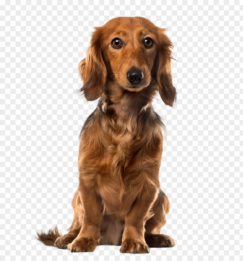 Puppy Dachshund Dog Breed Companion Pet PNG