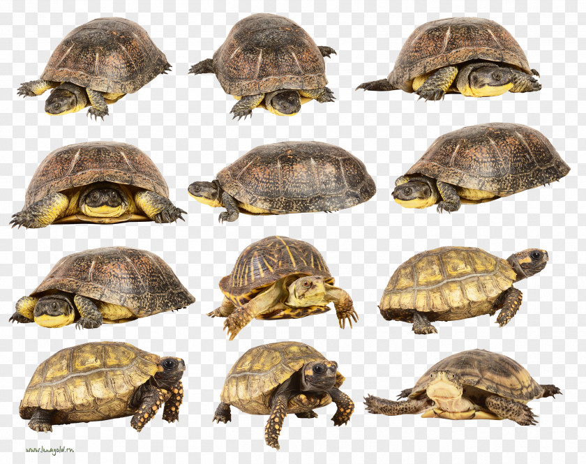 Turtle Box Clip Art PNG