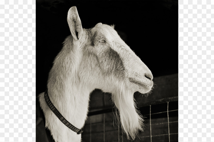 Alpine Goat Anglo-Nubian Nigerian Dwarf Sheep Cattle PNG