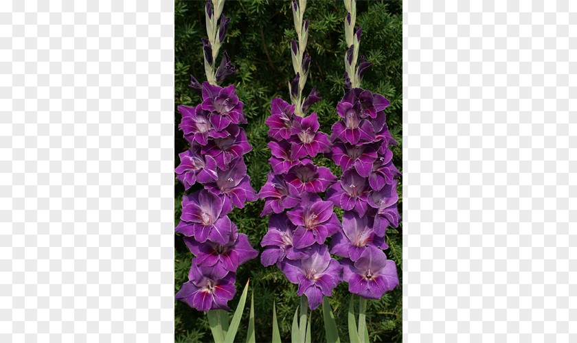 Gladiolus Plant Flower Bulb Lilium PNG