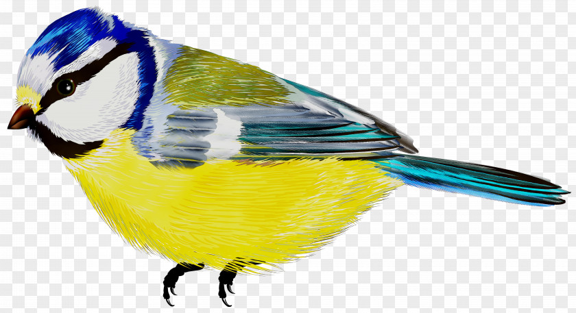Illustration Bird Graphics Beak Clip Art PNG