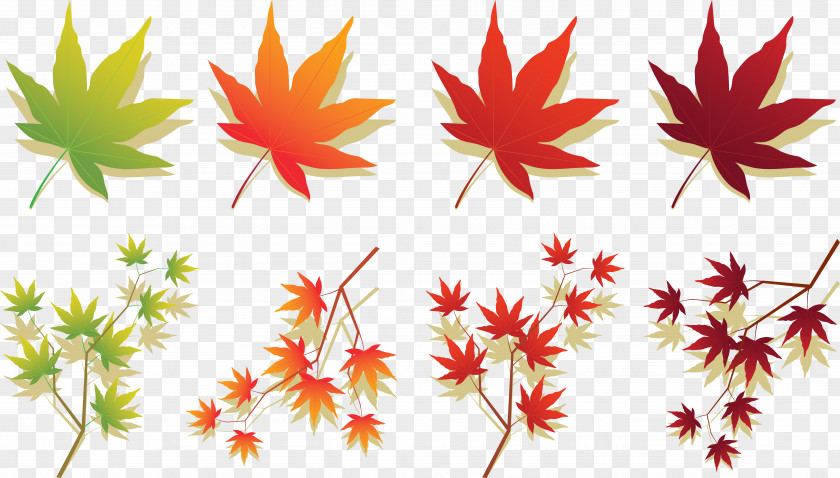 Maple Plant Leaf Japanese Autumn Color PNG