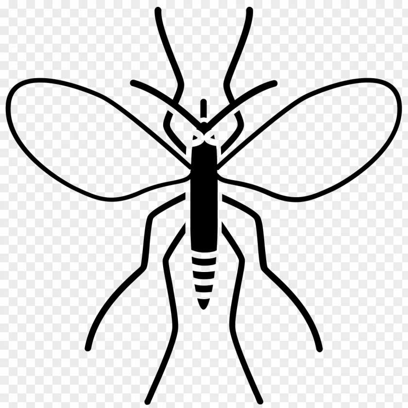Mosquito Insect Drawing Charcoal Line Art PNG