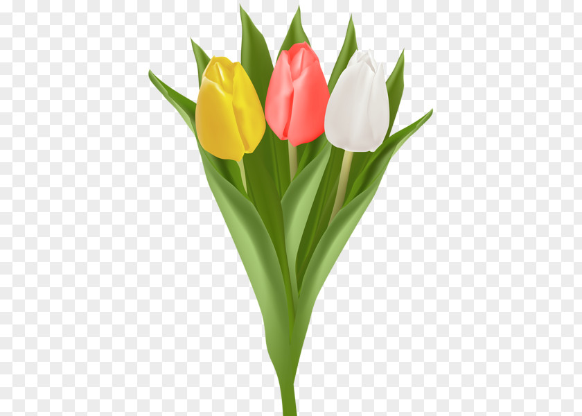 Tulip Flower Bouquet Clip Art PNG