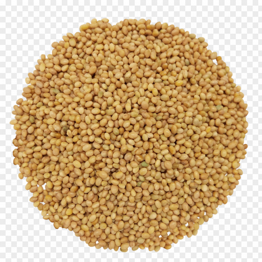 Alfalfa Cereal Germ Seed Red Clover Crimson Sprouting PNG