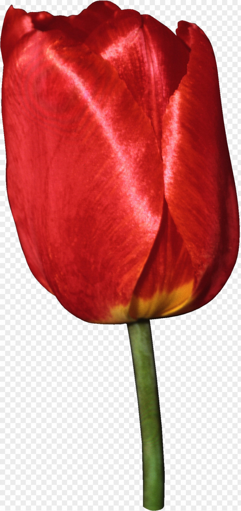 Cognac Tulip Flower Liliaceae Plant Stem Clip Art PNG
