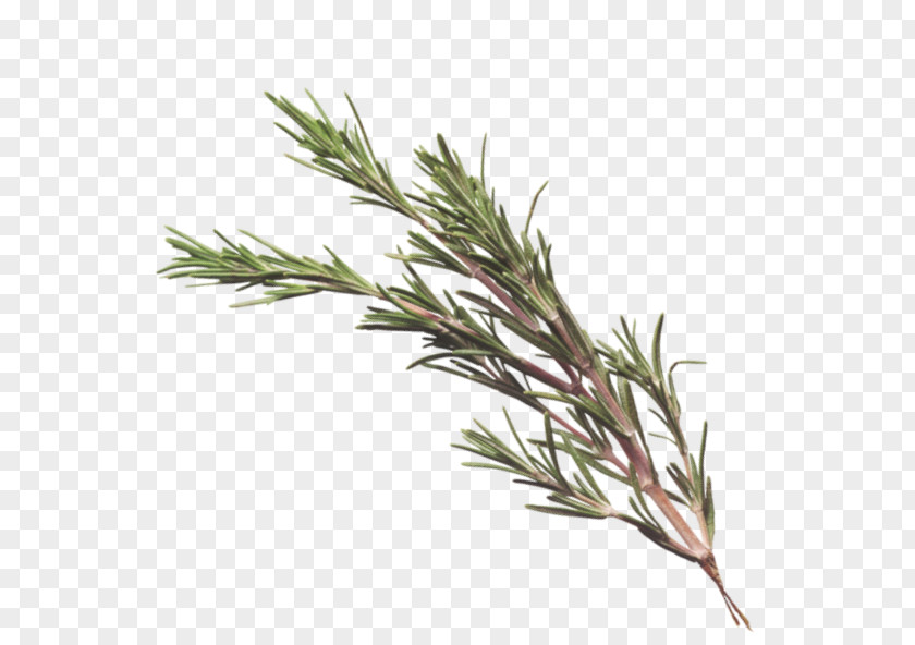 Health Sweet Grass Rosemary Arizona Aromatherapy PNG