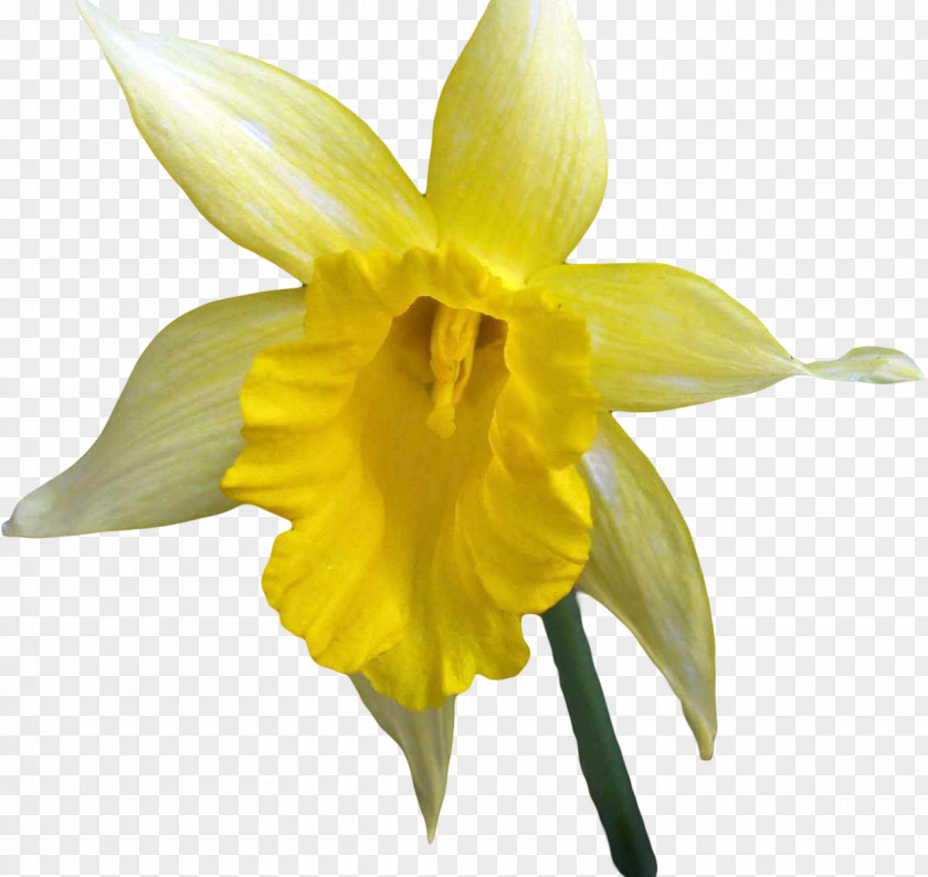 Narcissus Flower Petal Plant Stem PNG