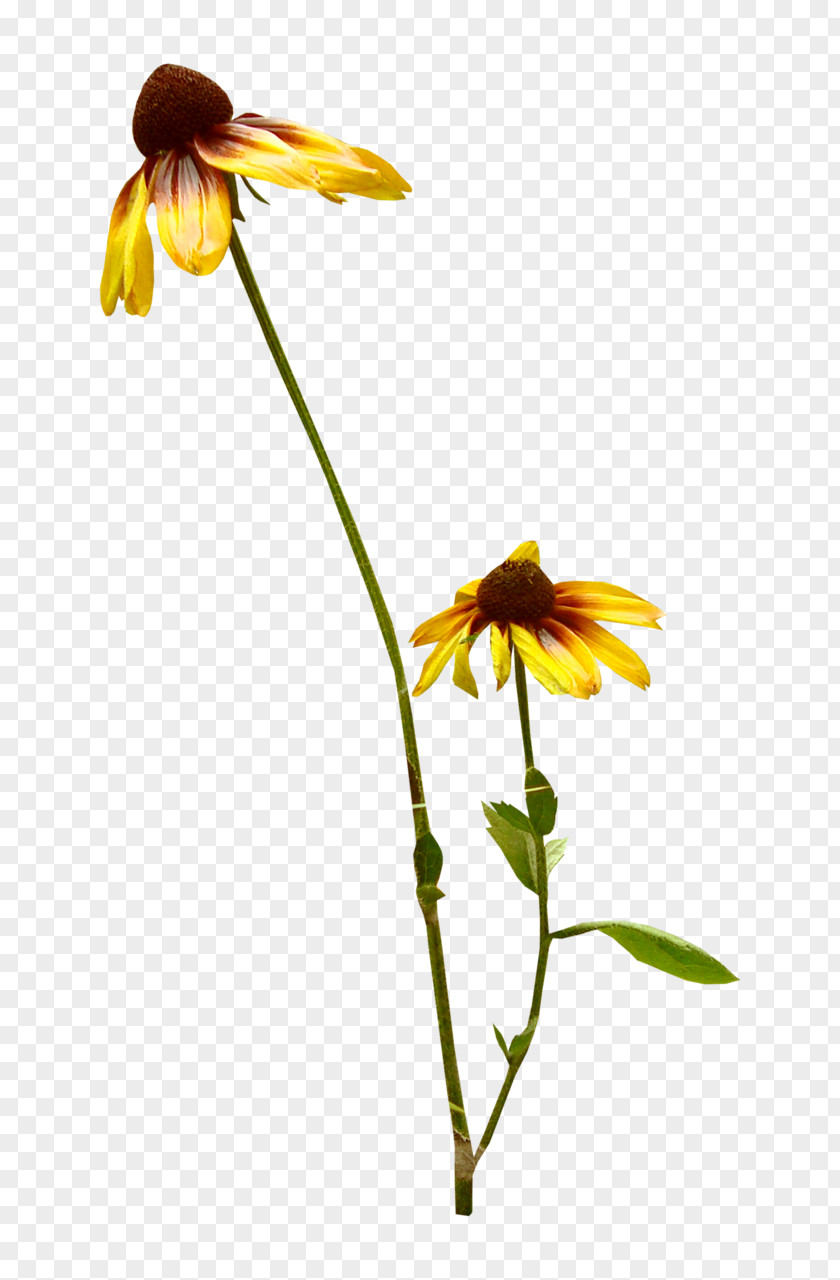 Yellow Flowers Flower Plant Stem Transvaal Daisy Tulip Petal PNG