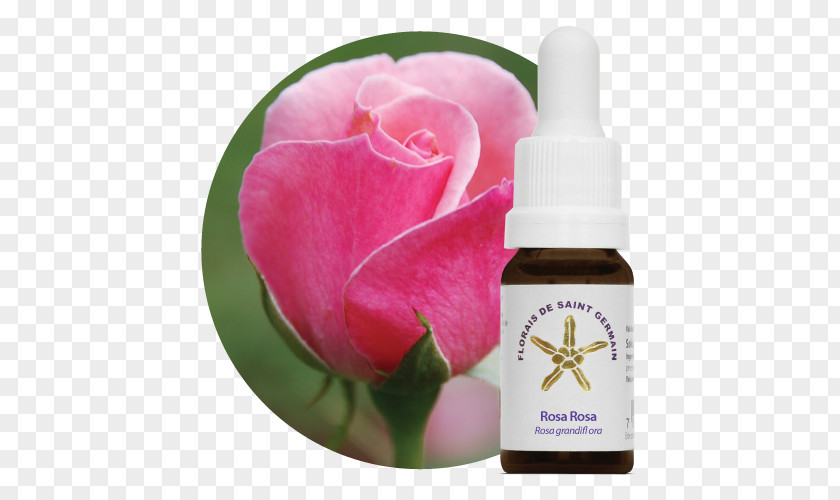 Aroma Therapy Bach Flower Remedies Garden Roses Alternative Health Services Terapia Holística PNG