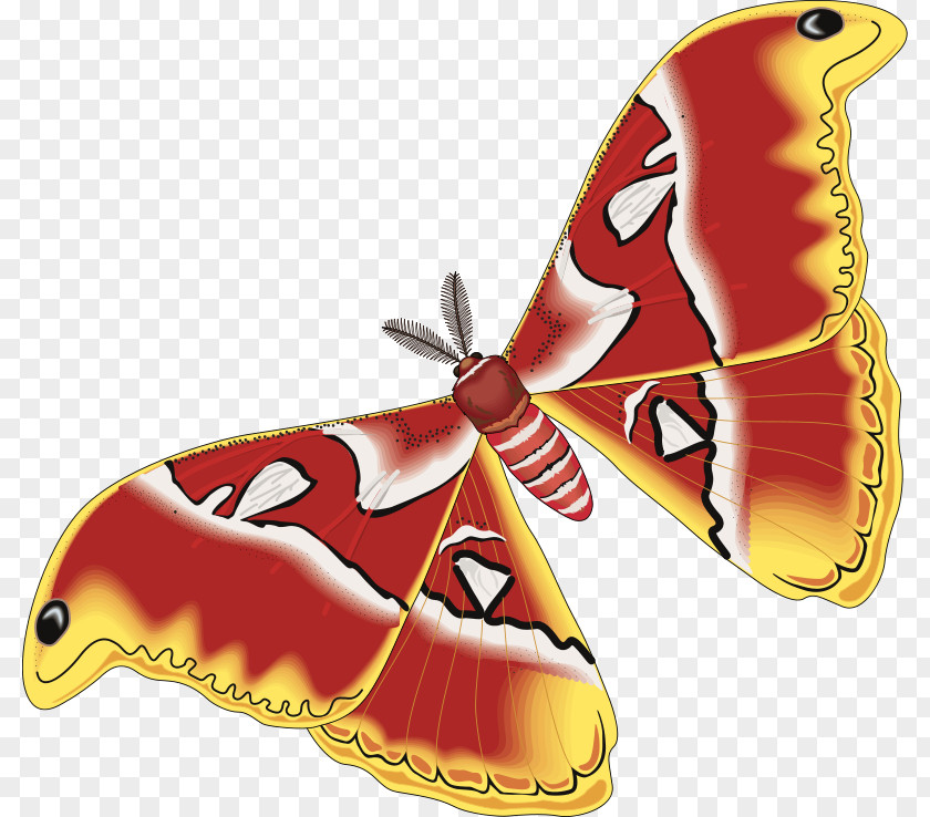 Butterfly Moth Amphibian Metamorphosis Insect PNG Insect, Free Photos clipart PNG