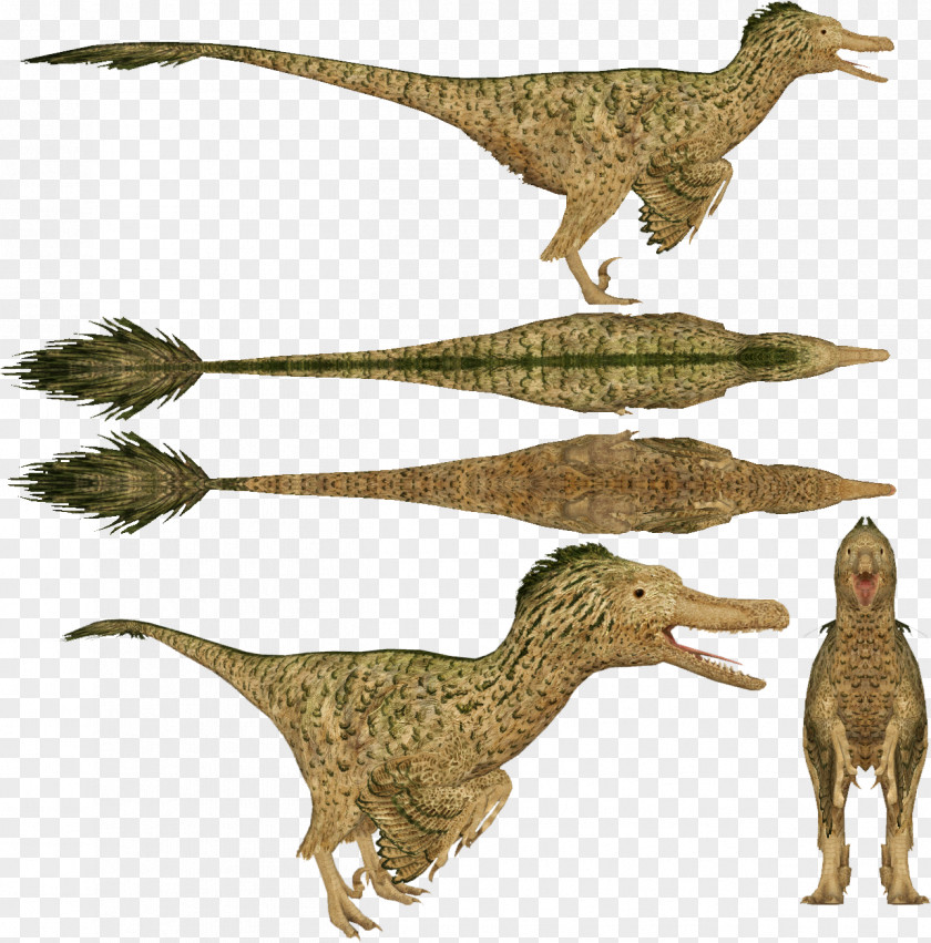 Dinosaur Velociraptor Dromaeosaurus Zoo Tycoon: Digs Utahraptor PNG