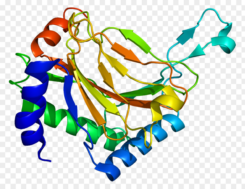 EGLN1 Hypoxia-inducible Factors HIF1A Procollagen-proline Dioxygenase Hydroxylation PNG