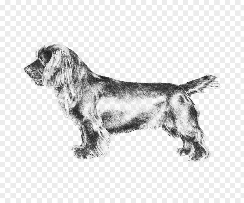 Field Spaniel Sussex Welsh Springer English Russian PNG