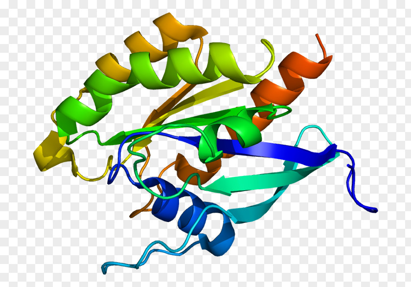 RAB3D Protein Ras Subfamily Gene PNG