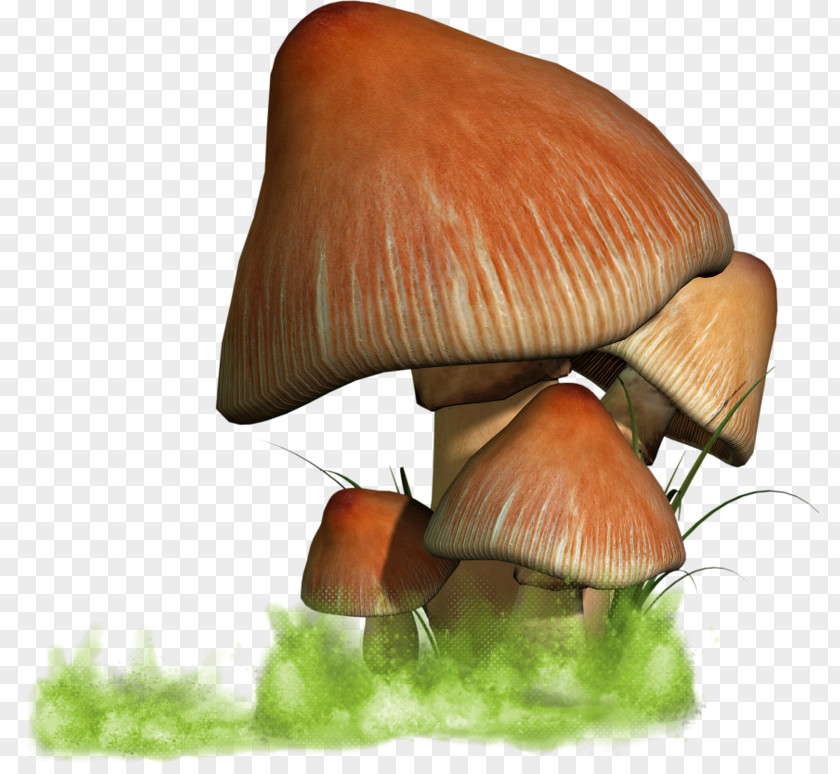 Champignon Oyster Mushroom PNG