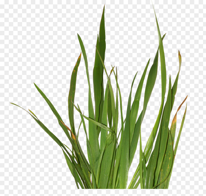 Herbes Herbaceous Plant Grass Clip Art PNG