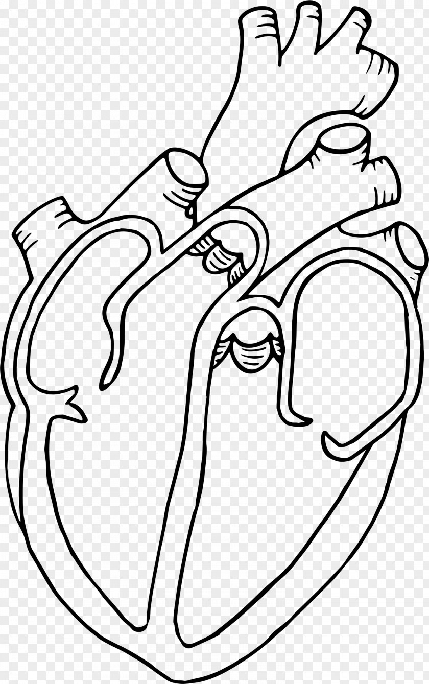 Human Heart Diagram Anatomy Drawing Clip Art PNG