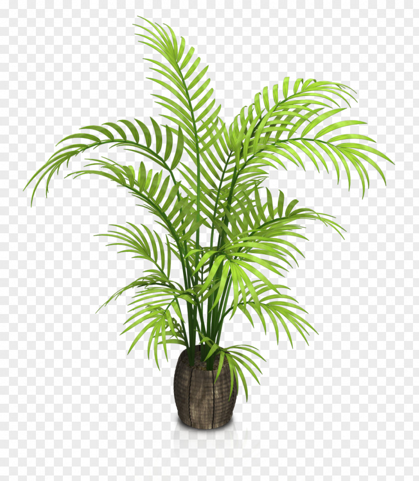 Indoor Potted Plants Houseplant Flowerpot PNG