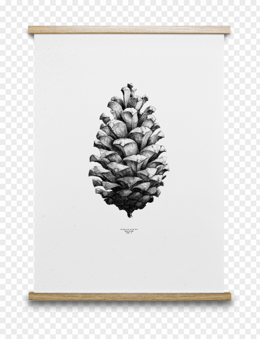 Pine Cone Paper Collective Conifer Drawing Coulter Poster PNG