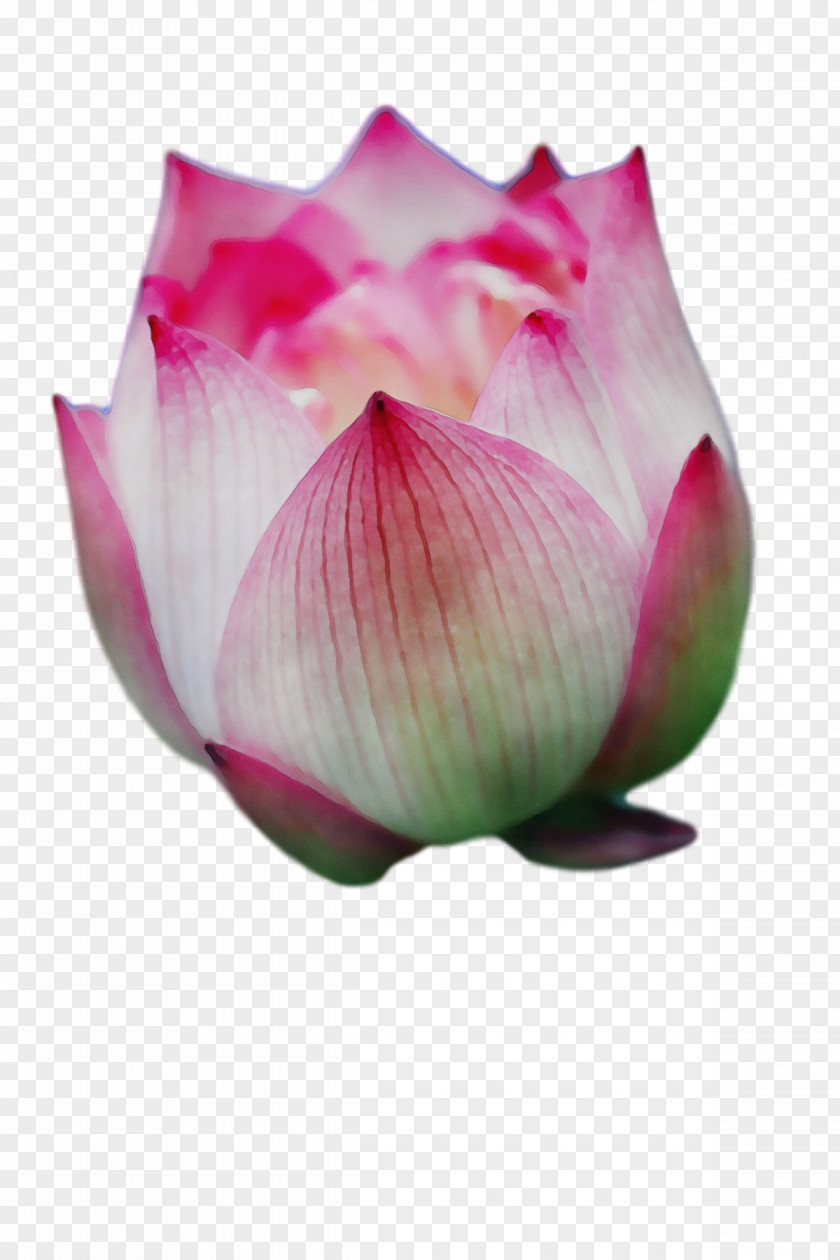 Sacred Lotus Proteales Bud Petal Close-up PNG