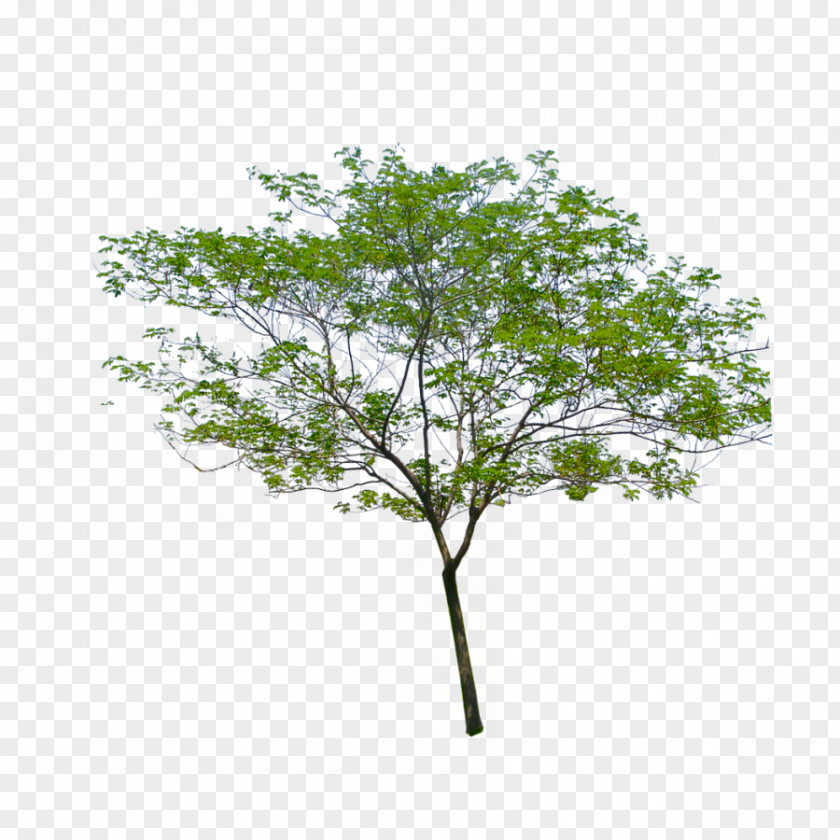 Tree Image Stock Photography PNG