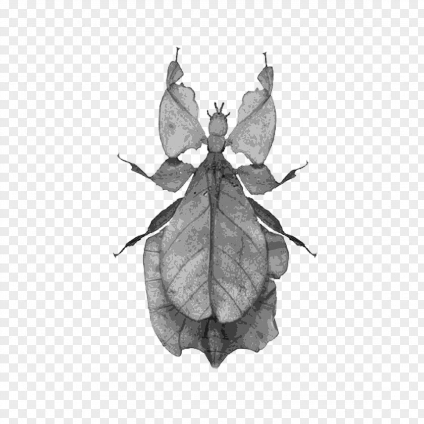 Butterfly Brush-footed Butterflies Leaf Insects Silkworm PNG