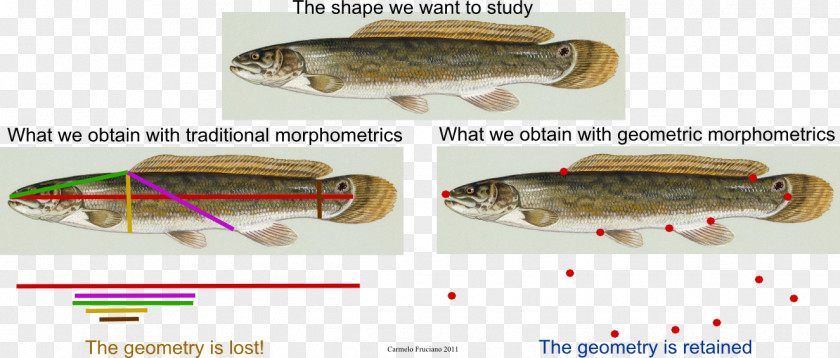 Fish Geometric Morphometrics In Anthropology Geometry Sardine PNG