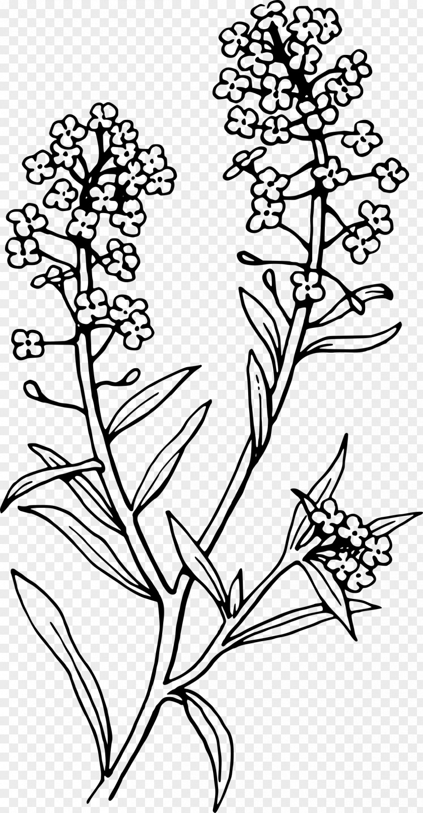 Lavender Watercolor Lobularia Maritima Tattoo Alisons Flower Clip Art PNG