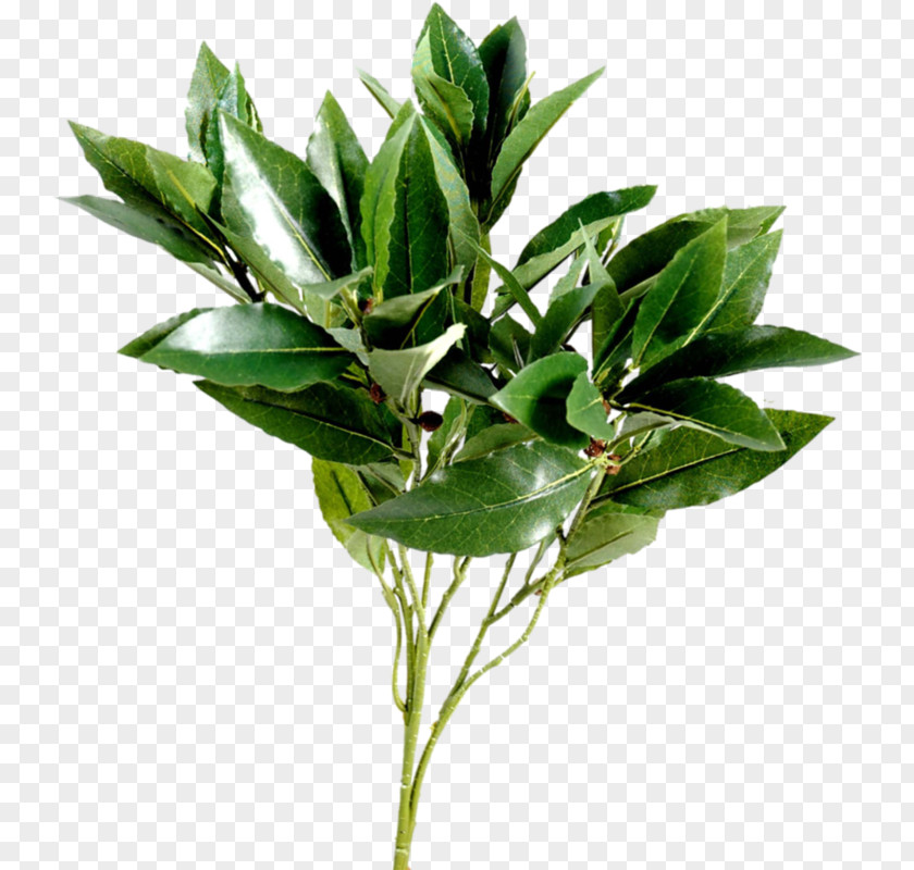 Leaf Branch Tree Plant Stem PNG