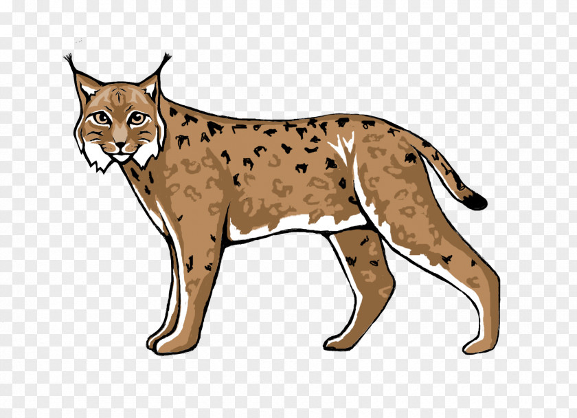 Lynx Wildcat Cougar Cheetah PNG