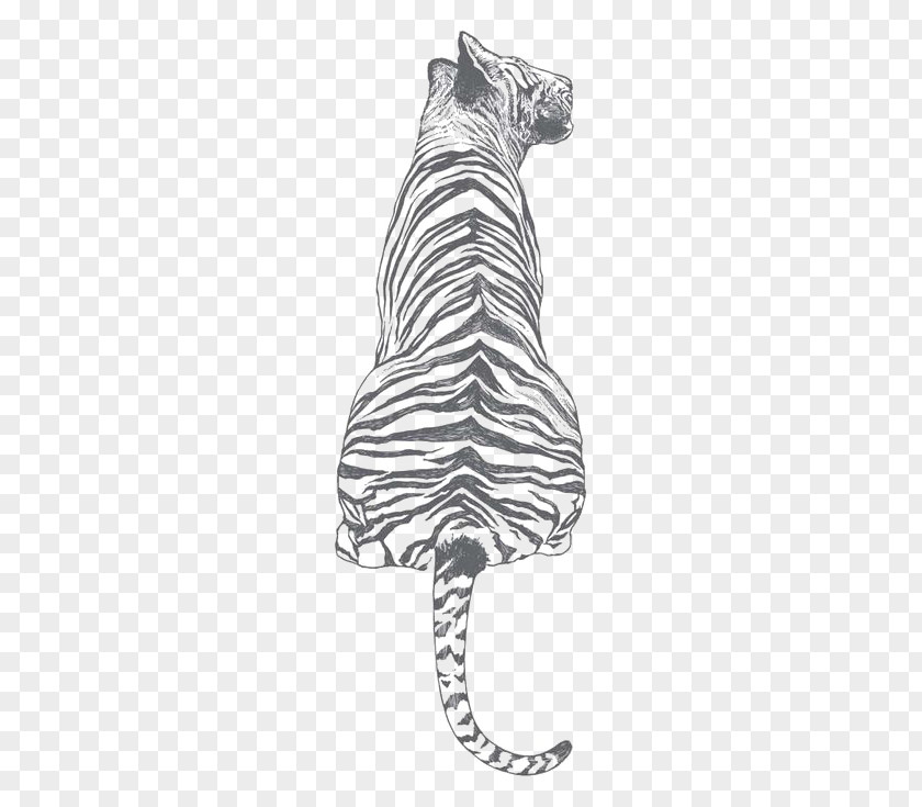 Tiger White Drawing Illustration PNG