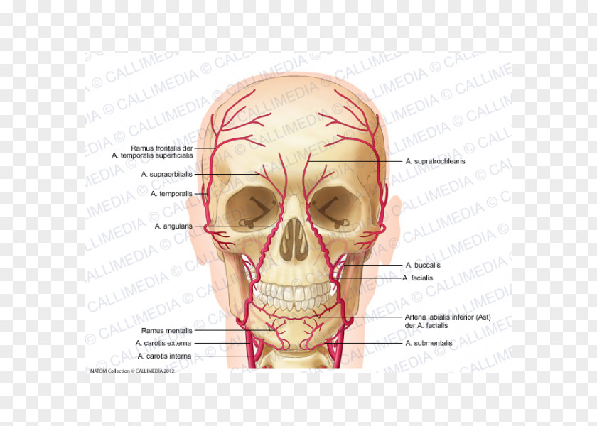 V Jugularis Externa Supraorbital Artery Supratrochlear Nerve Facial PNG