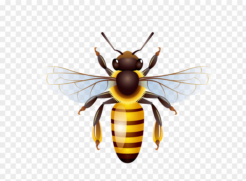 Bee Honey Honeycomb PNG