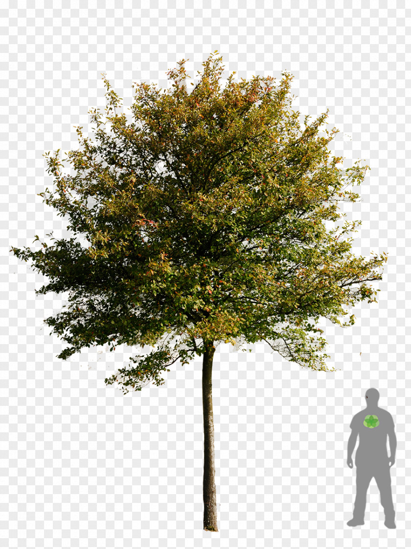 Bonsai Tree Transparency And Translucency Clip Art PNG