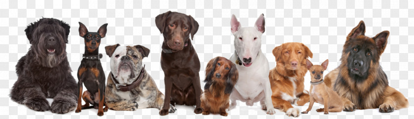 Dog Daycare Pet Sitting Puppy PNG