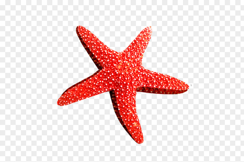 Starfish Red Pink Pattern PNG