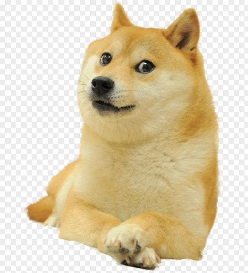 The Dog Is Paying A New Year Call Dogecoin Shiba Inu PNG