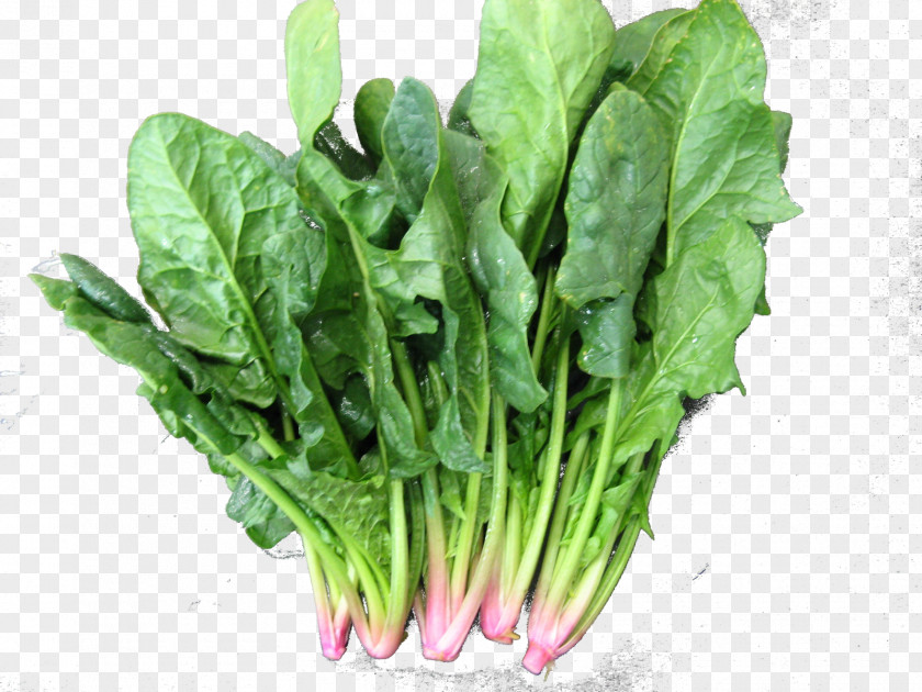 Broccoli Spinach Leaf Vegetable Chard PNG