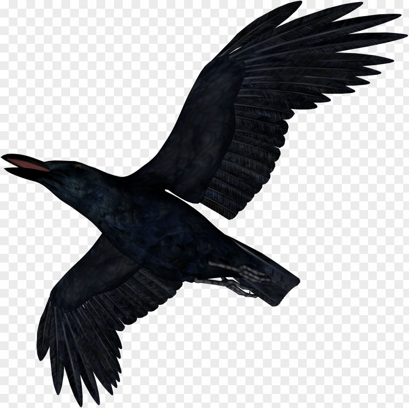 Crow Bird Common Raven American PhotoScape PNG